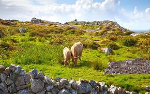 The Wild Atlantic Lodge