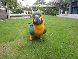 Parrot Resort Moalboal