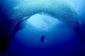 Parrot Resort Moalboal