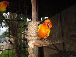 Parrot Resort Moalboal