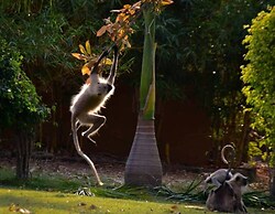 Vannraj Resort and Spa