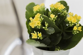 FeelinRome Bed & Breakfast