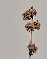 Strandhotellet - Blokhus