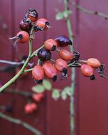 Strandhotellet - Blokhus