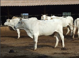 Agriturismo il Marrugio