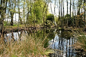 Buntes Moor
