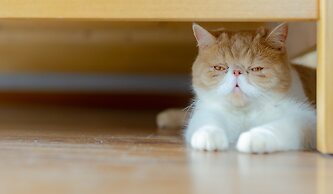 Yangshuo Zen Garden Resort - Yulong River