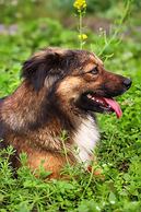 Yangshuo Zen Garden Resort - Yulong River