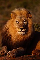 Founders Lodge by Mantis