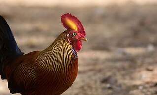 yala caravan village