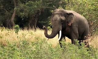 yala caravan village