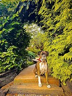 Cabañas Pewma Futrono