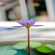 Colombo Villa at Cambridge Place