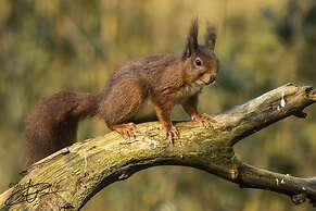 Brasserie Restaurant Hotel Eeserhof