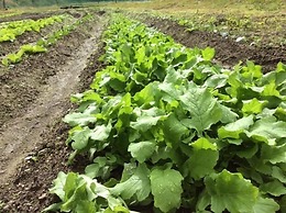 banja