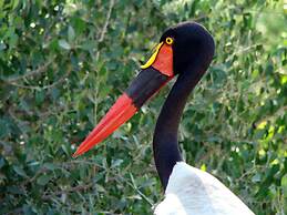 Pezulu Tree House Lodge