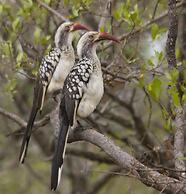 Thabaledi Game Lodge