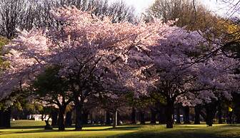 Kaiapoi on Williams Motel