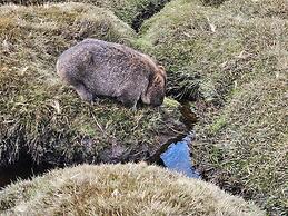 Cradle Alpine Retreat