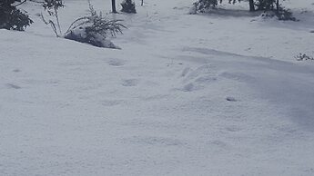 Cradle Alpine Retreat