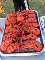 Coonawarra Bush Holiday Park