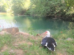 Camping Parc des Monges