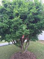 Pousada Flores do Campo