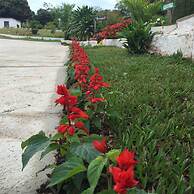 Pousada Flores do Campo