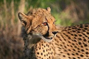 Karongwe Portfolio - Becks Safari Lodge