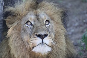 Karongwe Portfolio - Becks Safari Lodge