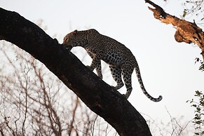 Karongwe Portfolio - Becks Safari Lodge