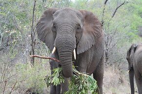 Karongwe Portfolio - Becks Safari Lodge