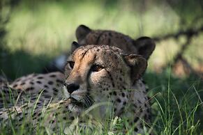 Karongwe Portfolio - Becks Safari Lodge