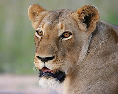 Karongwe Portfolio - Becks Safari Lodge