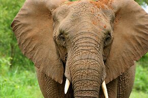 Karongwe Portfolio - Becks Safari Lodge