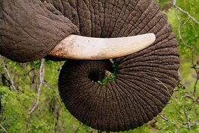 Karongwe Portfolio - Becks Safari Lodge