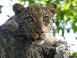 Karongwe Portfolio - Becks Safari Lodge