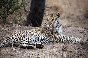 Karongwe Portfolio - Becks Safari Lodge