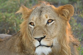 Karongwe Portfolio - Becks Safari Lodge