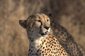 Karongwe Portfolio - Becks Safari Lodge