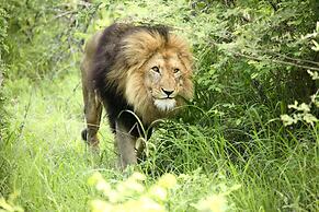 Karongwe Portfolio - Becks Safari Lodge