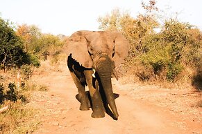 Karongwe Portfolio - Becks Safari Lodge