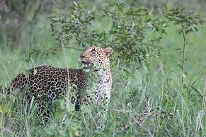 Karongwe Portfolio - Becks Safari Lodge