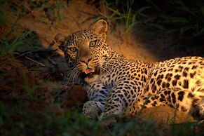 Karongwe Portfolio - Becks Safari Lodge