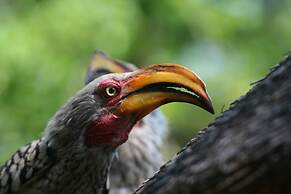 Karongwe Portfolio - Becks Safari Lodge