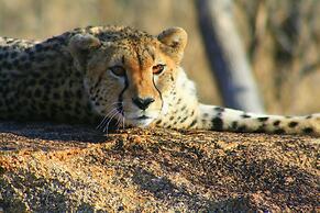 Karongwe Portfolio - Becks Safari Lodge