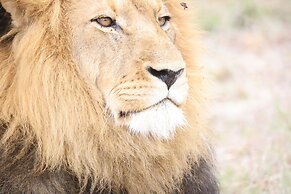 Karongwe Portfolio - Becks Safari Lodge