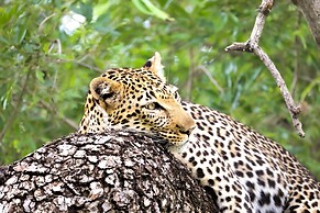 Karongwe Portfolio - Becks Safari Lodge