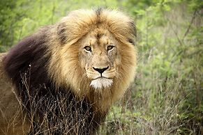 Karongwe Portfolio - Becks Safari Lodge