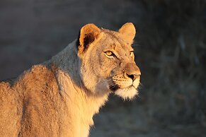 Karongwe Portfolio - Becks Safari Lodge